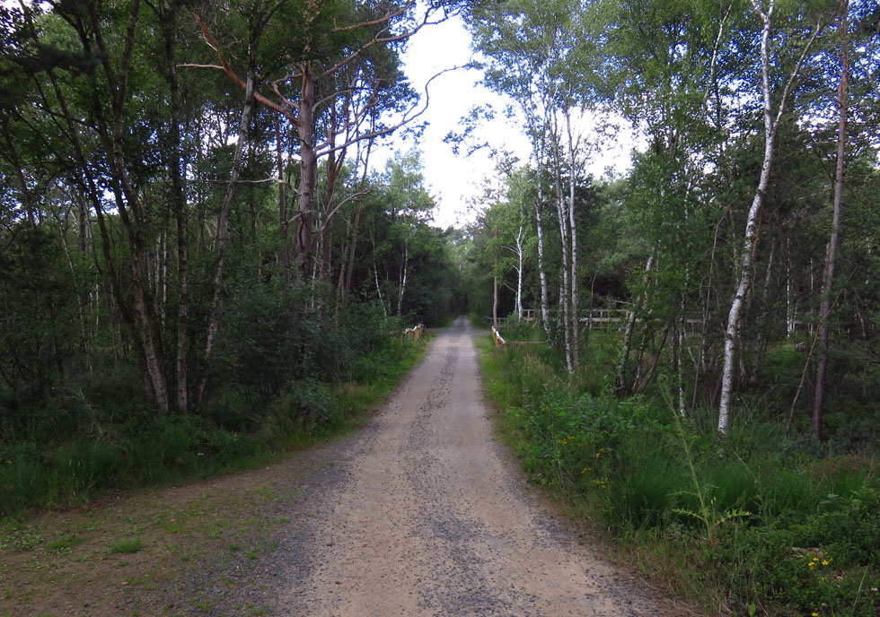 Radweg durch das Moorgebiet