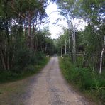 Radweg durch das Moorgebiet