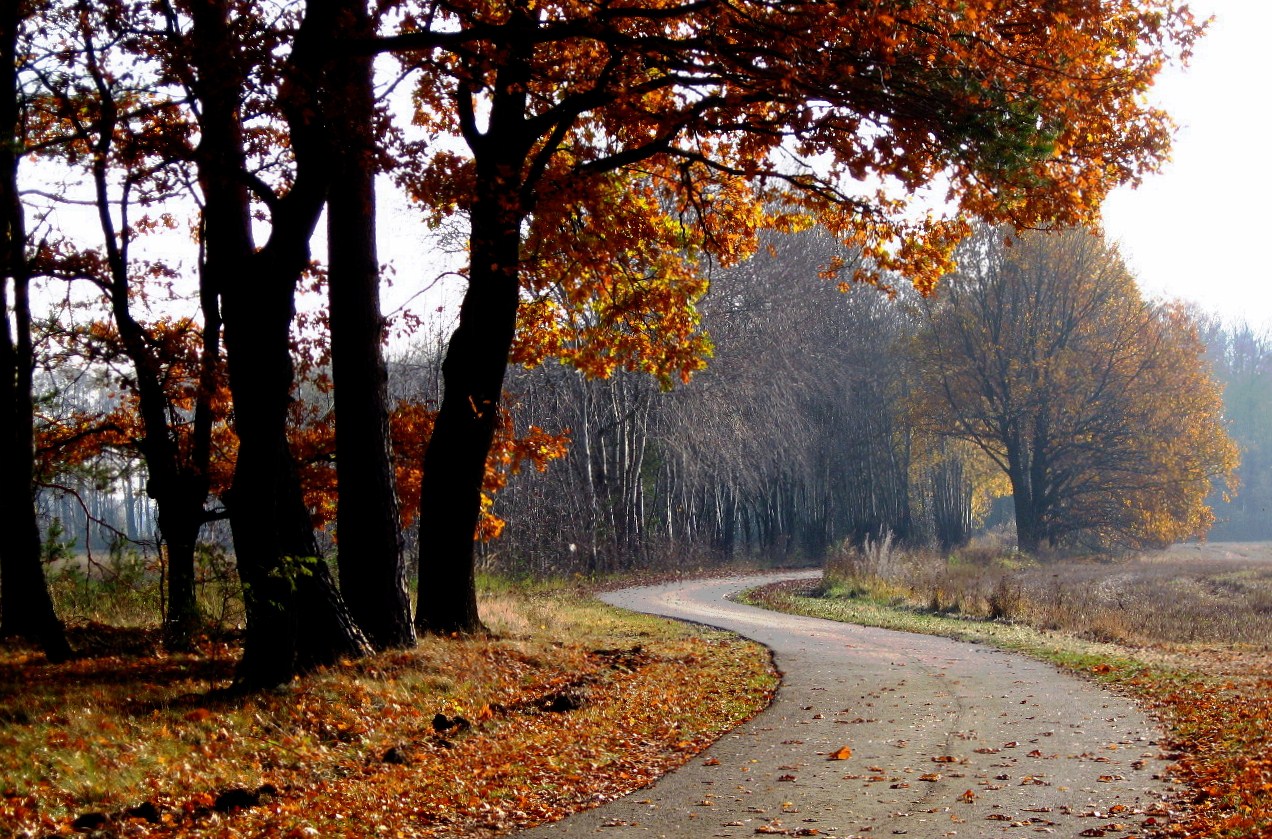 Radweg durch die Lausitz