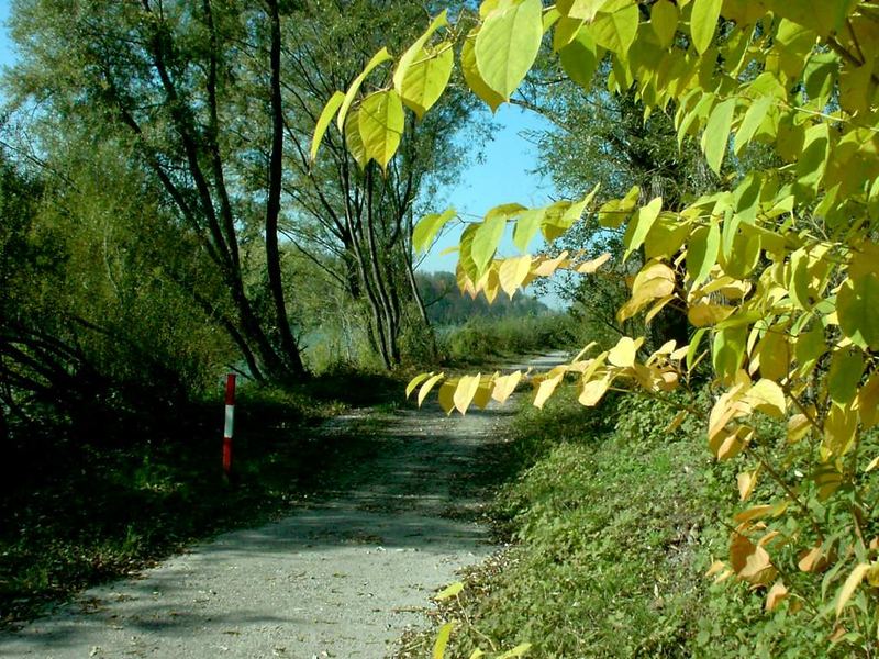 Radweg entlang der Salzach, nähe Oberndorf