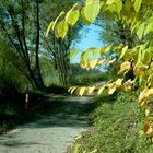 Radweg entlang der Salzach, nähe Oberndorf