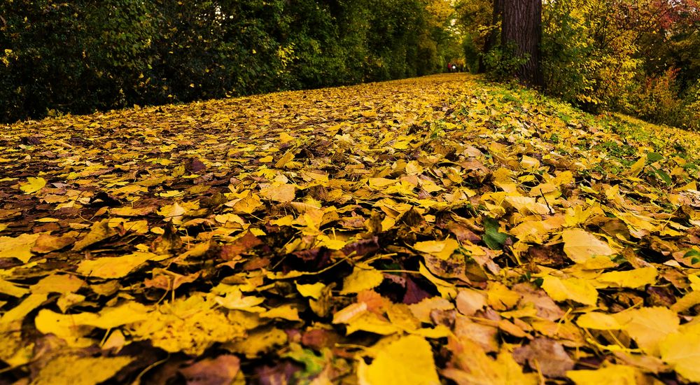  Radweg im Herbst 