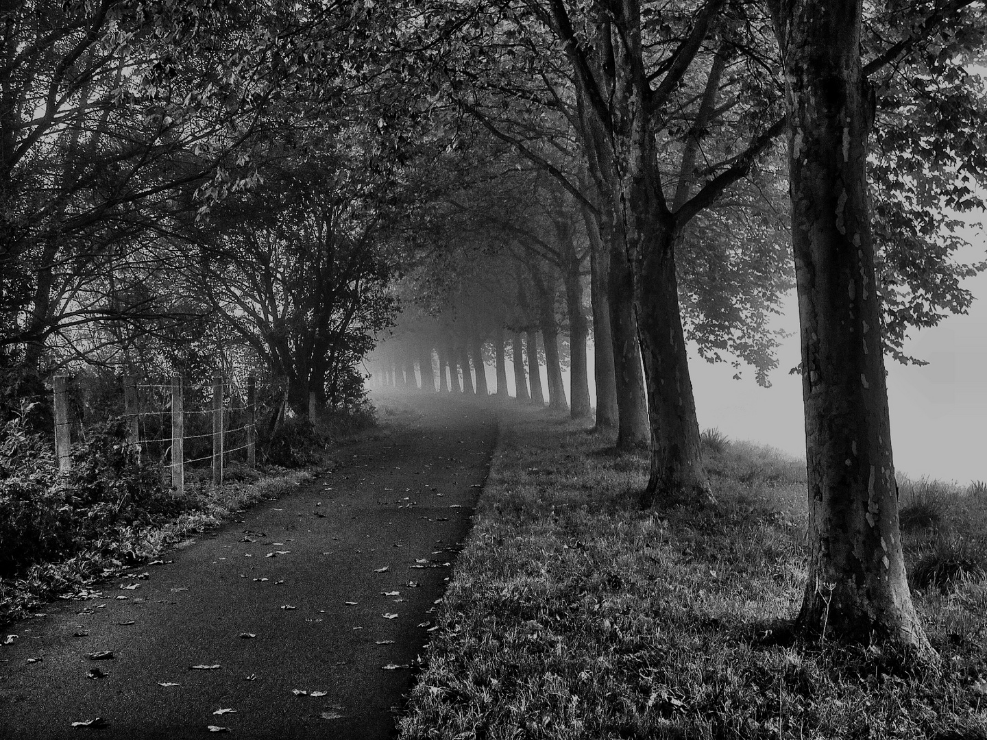 Radweg im Nebel