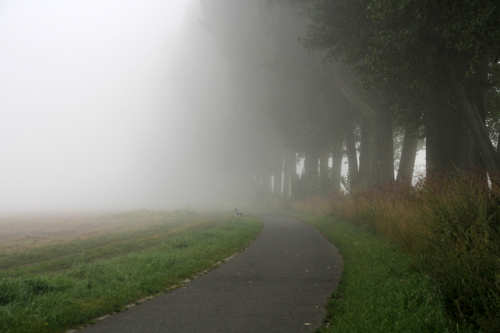 Radweg im Nebel