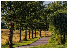 Radweg mit Bäumen