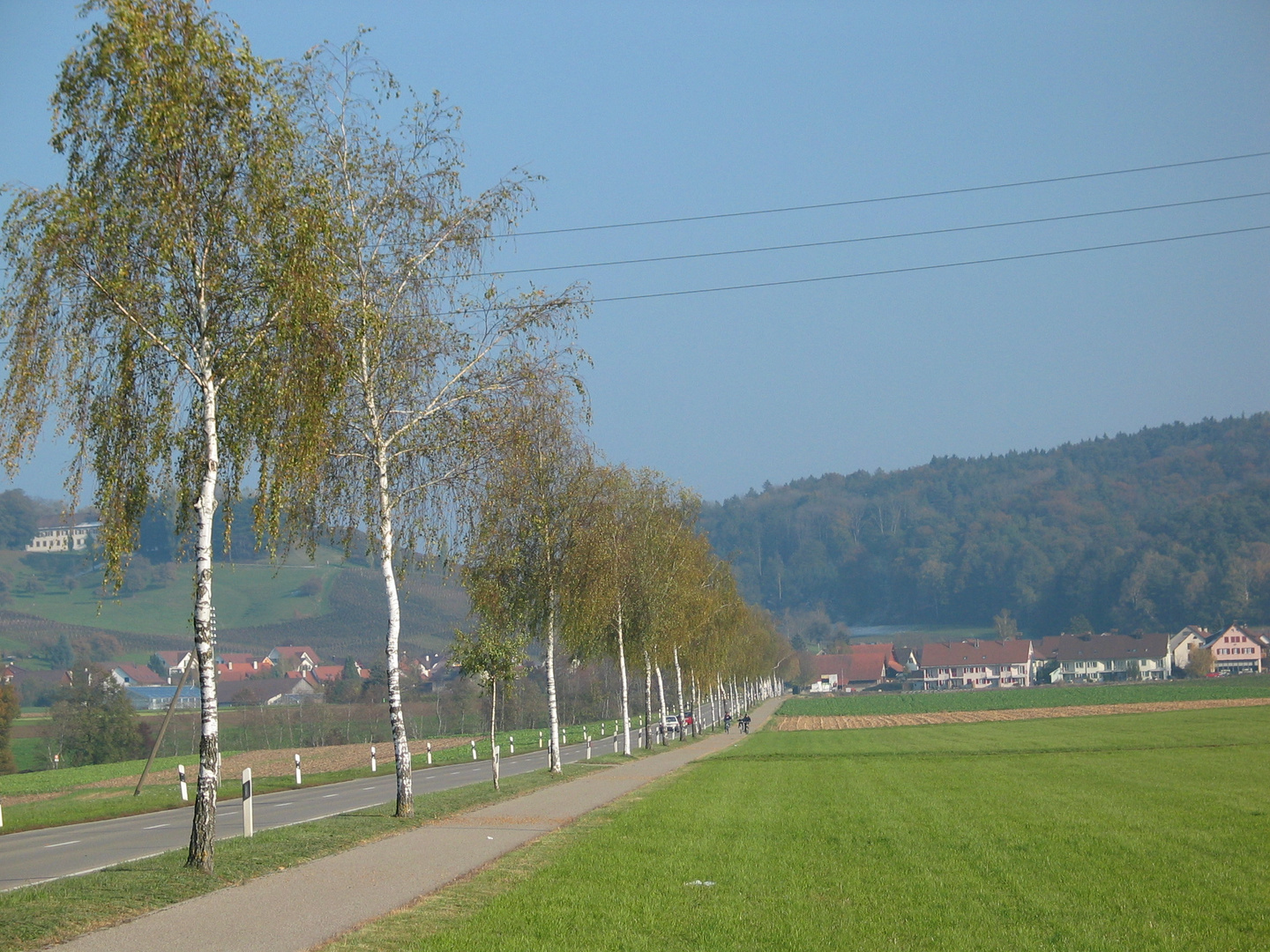 Radweg mit Birken