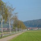 Radweg mit Birken