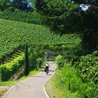 Radweg nach Eppan