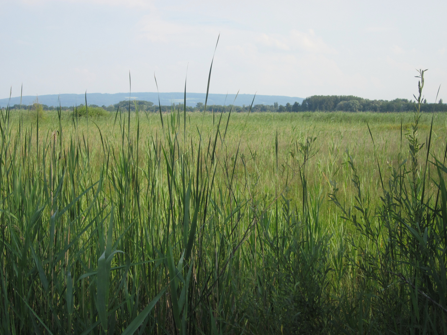 Radweg zwischen Radolfzell und Markelfingen