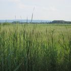 Radweg zwischen Radolfzell und Markelfingen