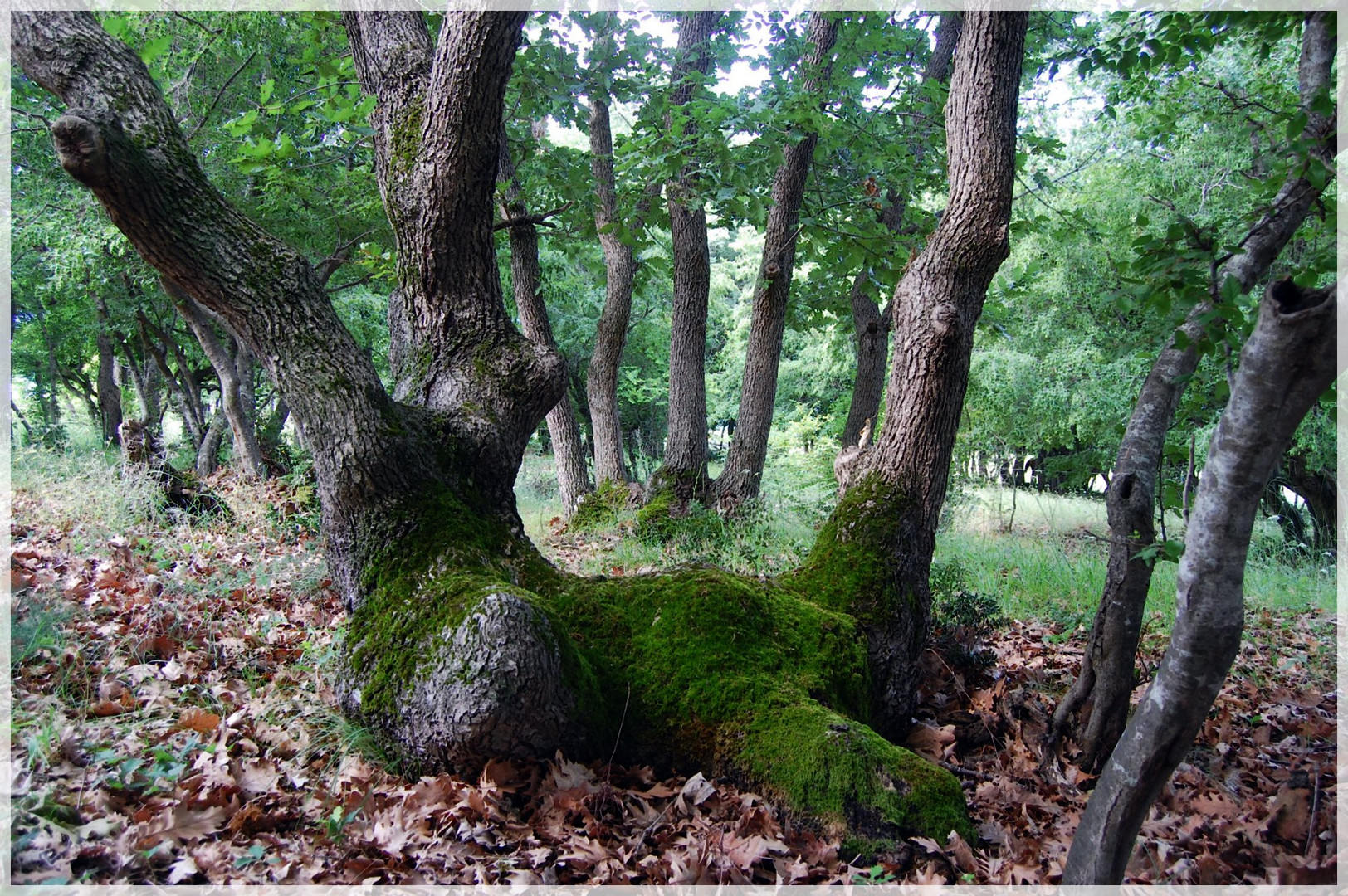 Räkeln im Eichenwald