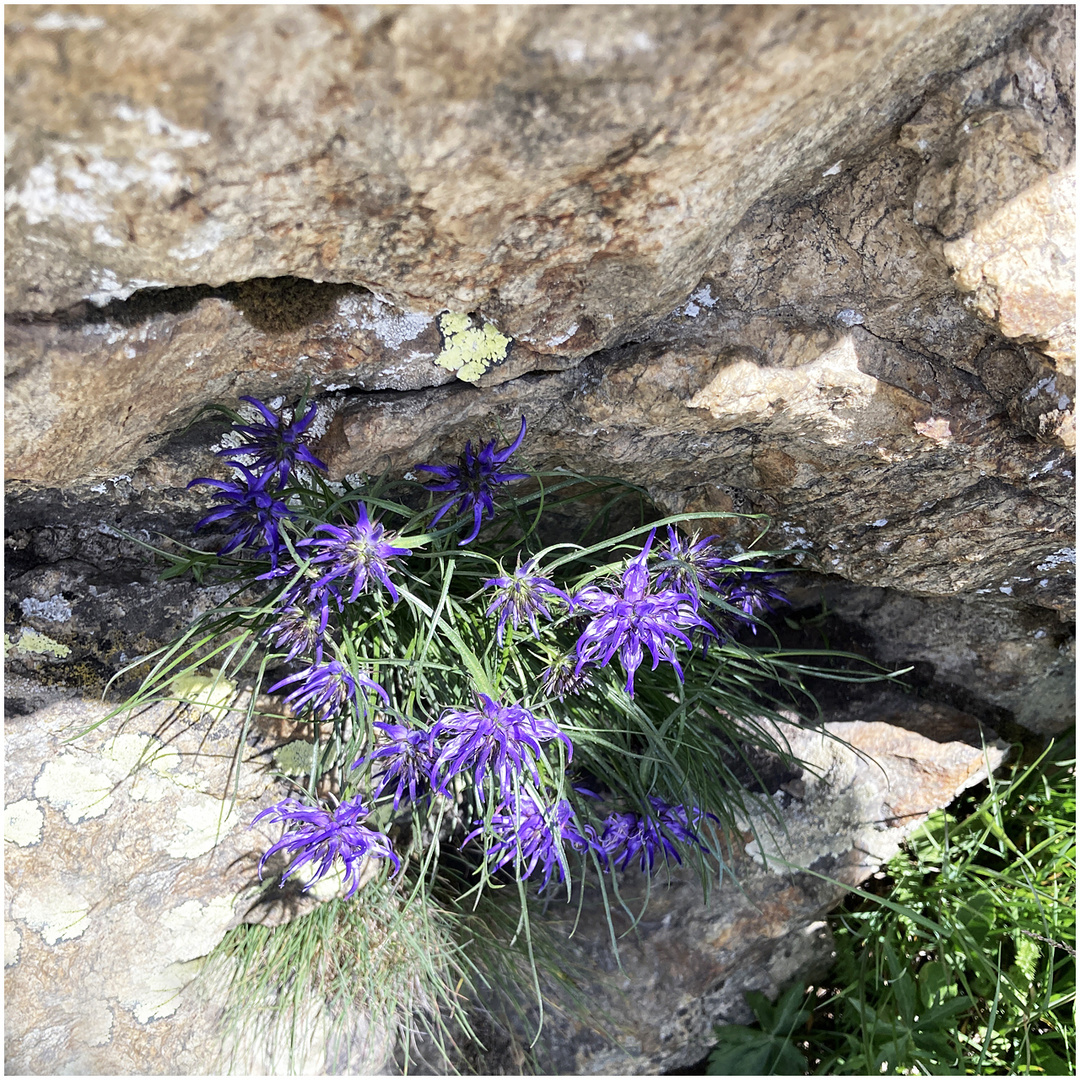 Rätische Rapunzel Foto & Bild natur, blumen, pflanzen Bilder auf