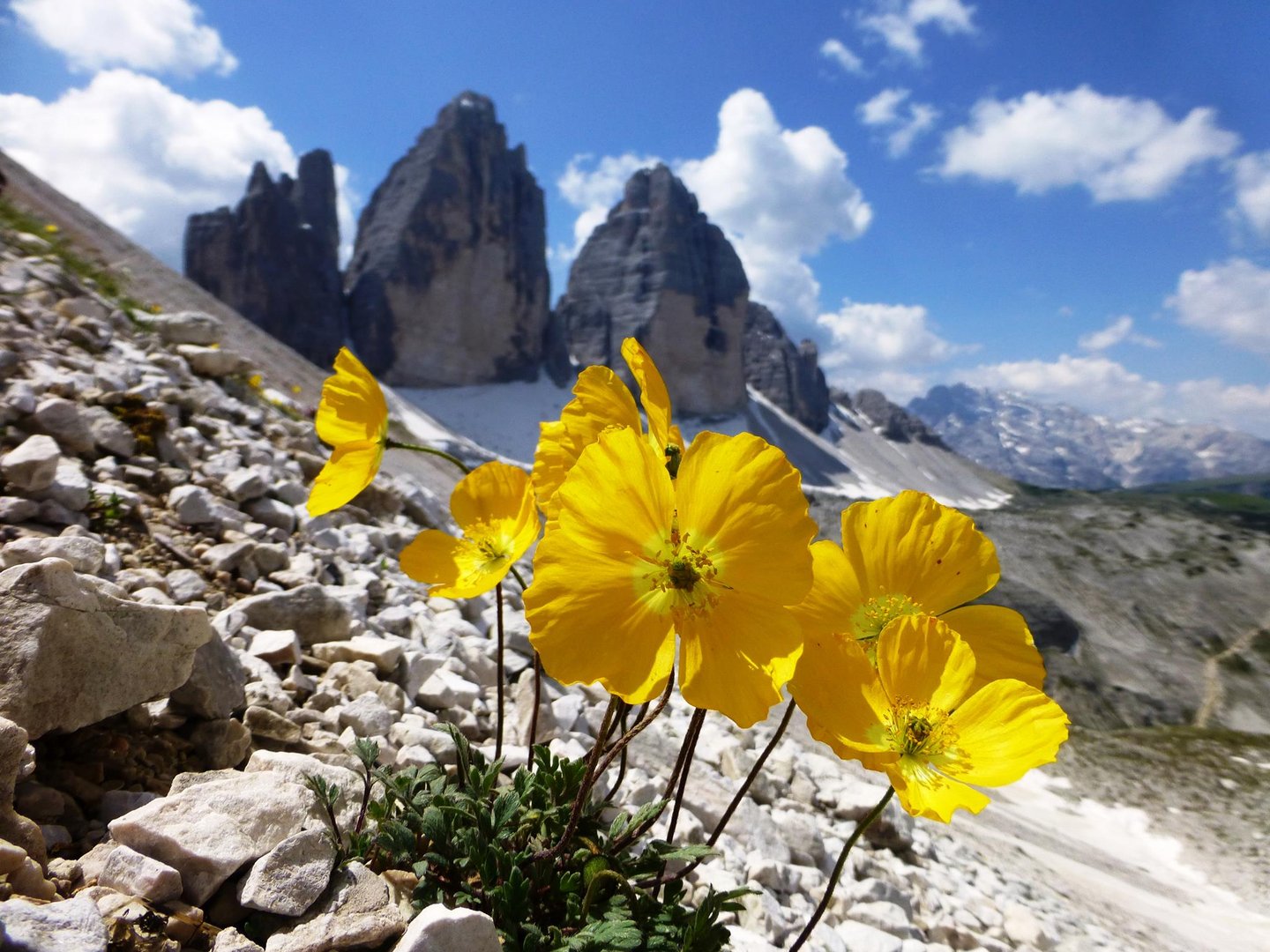 Rätischer Mohn an den Drei Zinnen