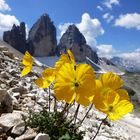 Rätischer Mohn an den Drei Zinnen