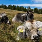 Rätisches Grauvieh - ruhend