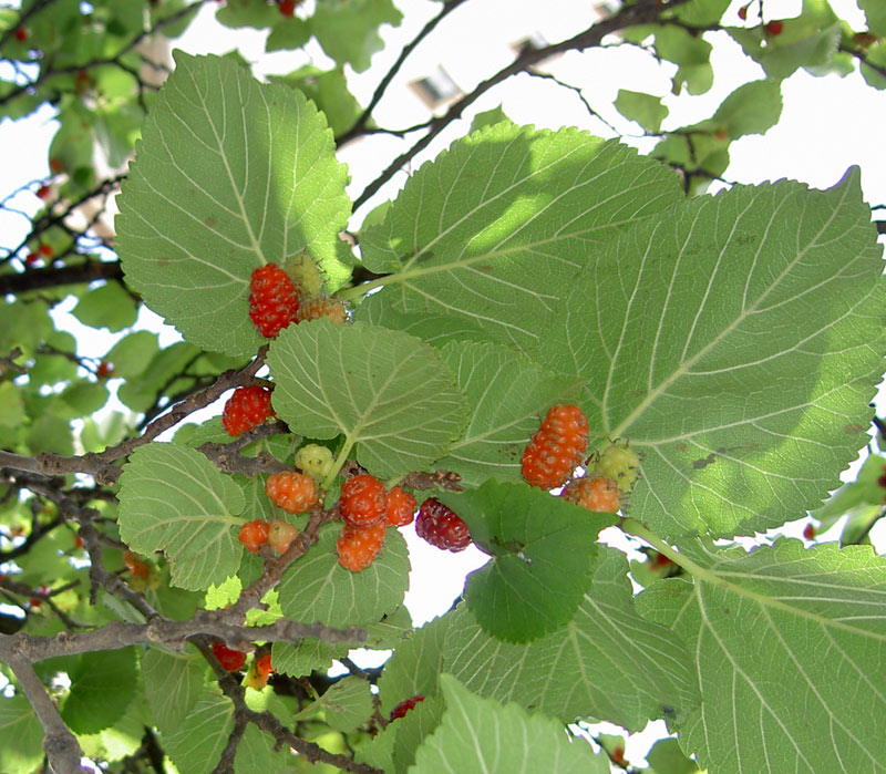 Rätsel - Es sind MAULBEEREN!