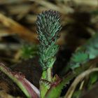 RÄTSEL: Hiermit rufe ich den Frühling aus! Wer kennt's? (16.2.16: GROSSER WIESENKNOPF!)