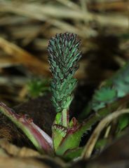 RÄTSEL: Hiermit rufe ich den Frühling aus! Wer kennt's? (16.2.16: GROSSER WIESENKNOPF!)