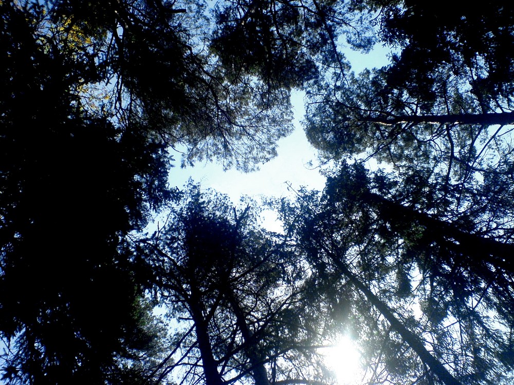 Rätsel - Im Wald gesehen - gelöst