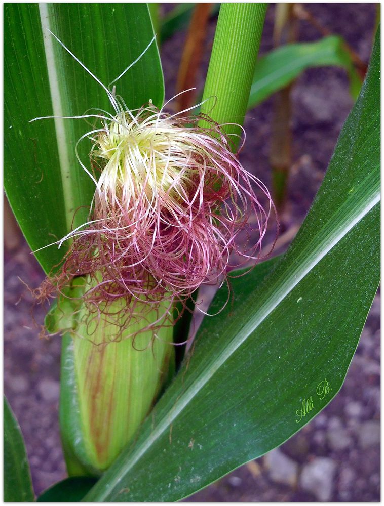 Rätsel-Lösung 139 Foto & Bild | montagsrätsel anlage, spezial, s Bilder