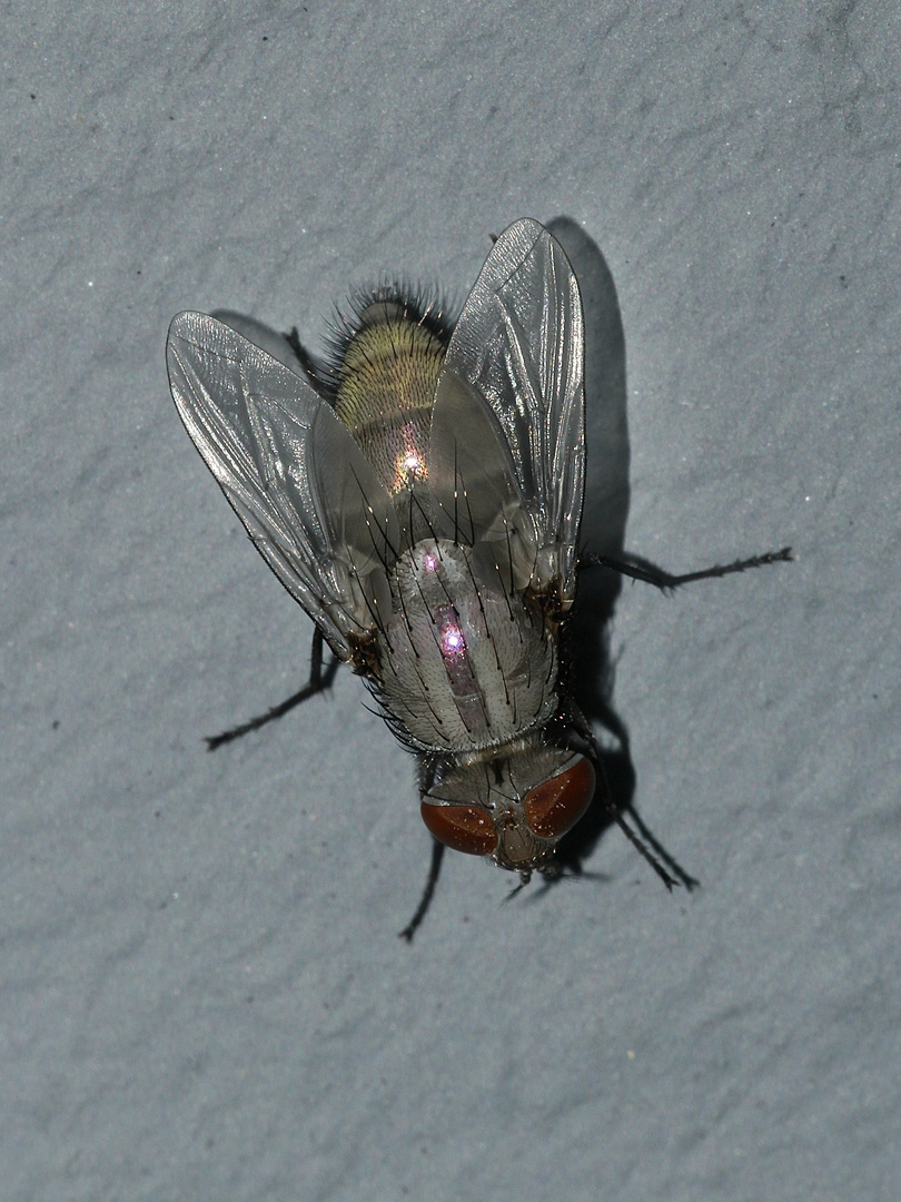 RÄTSEL mit Auflösung! "So eine komische Fliege", dachte ich mir