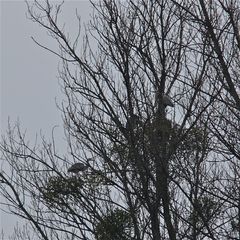 Rätsel, Teil 1 von 3 ! - Graureiher am Nest - was fällt auf?