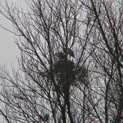 Rätsel, Teil 3 von 3 ! - Graureiher am Nest - was fällt auf?