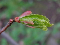 RÄTSEL - Welche Knospe ist das ?