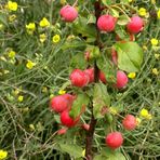 Rätselauflösung: Ich serviere euch Zierapfel "an" Rukulablüten