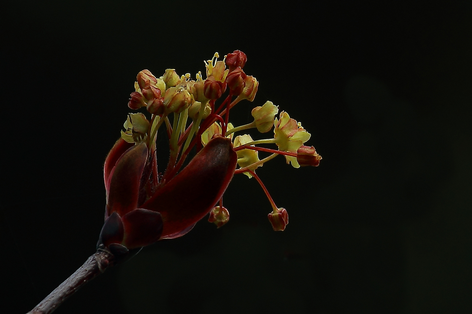 Rätselfoto "Blüte"