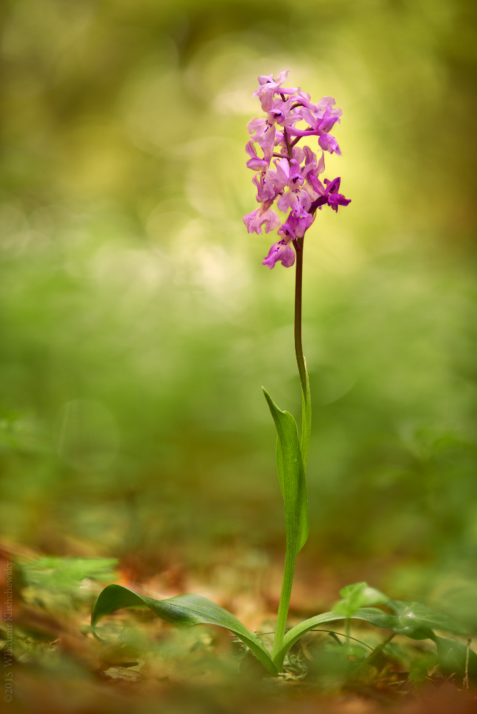 Rätselhafte Orchis mascula