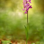 Rätselhafte Orchis mascula