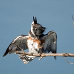 Rätselhafter Vogel mit Ohren ;-)