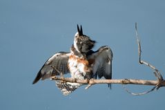 Rätselhafter Vogel mit Ohren ;-)