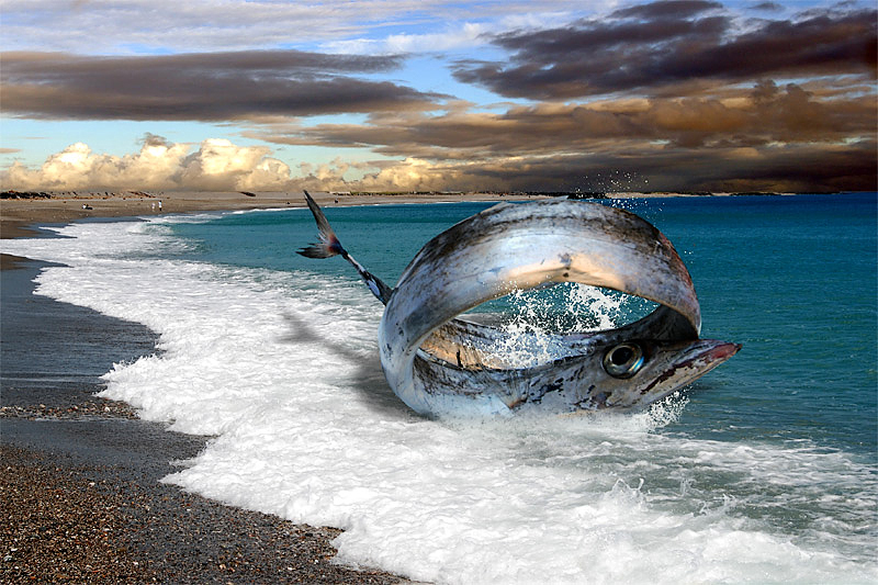 Rätselhaftes am Strand