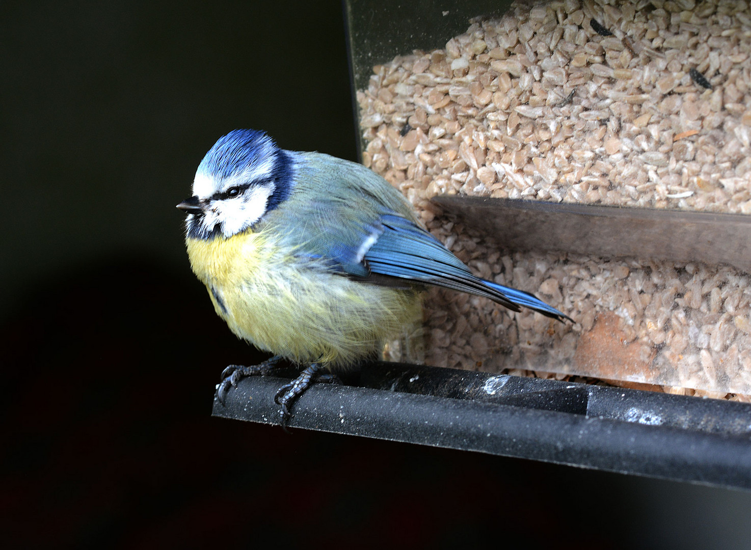 Rätselhaftes Blaumeisensterben.