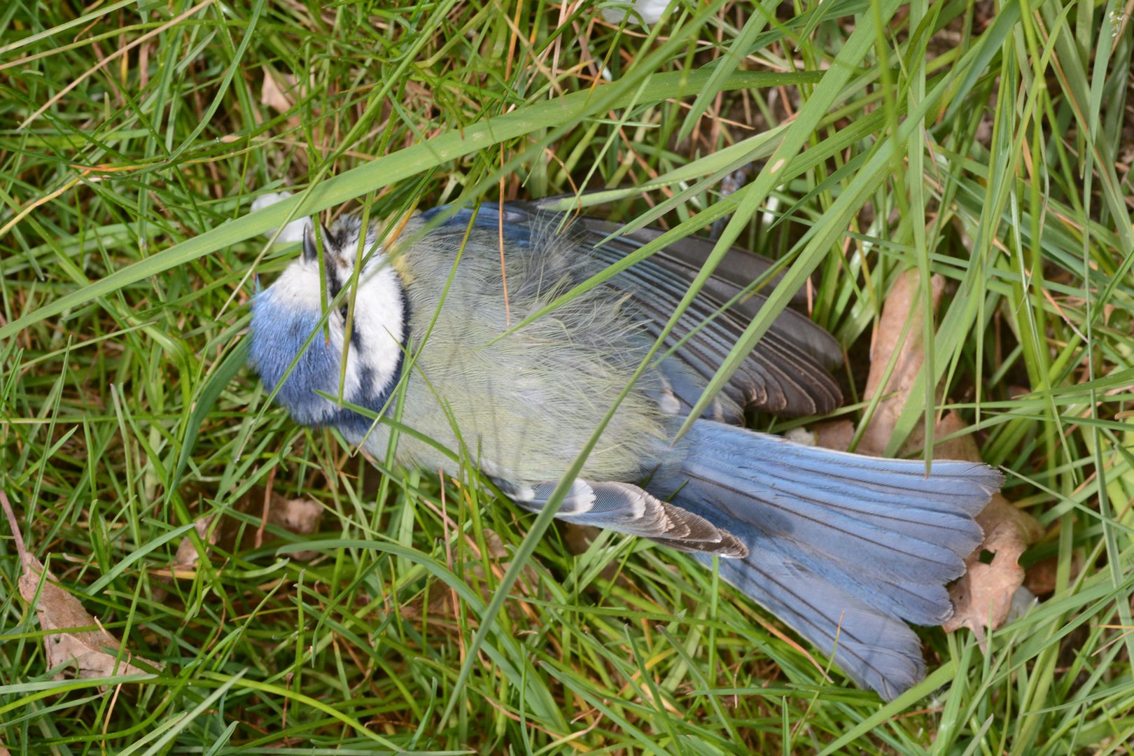 Rätselhaftes Blaumeisensterben