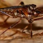 Rätsellösung: Die Amerikanische Zapfenwanze Leptoglossus occidentalis