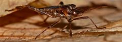 Rätsellösung: Die Amerikanische Zapfenwanze Leptoglossus occidentalis