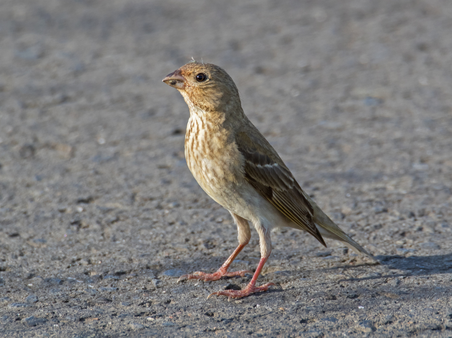 Rätselvogel