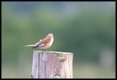 Rätselvogel??