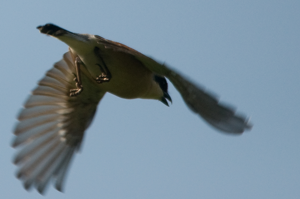 Rätselvogel