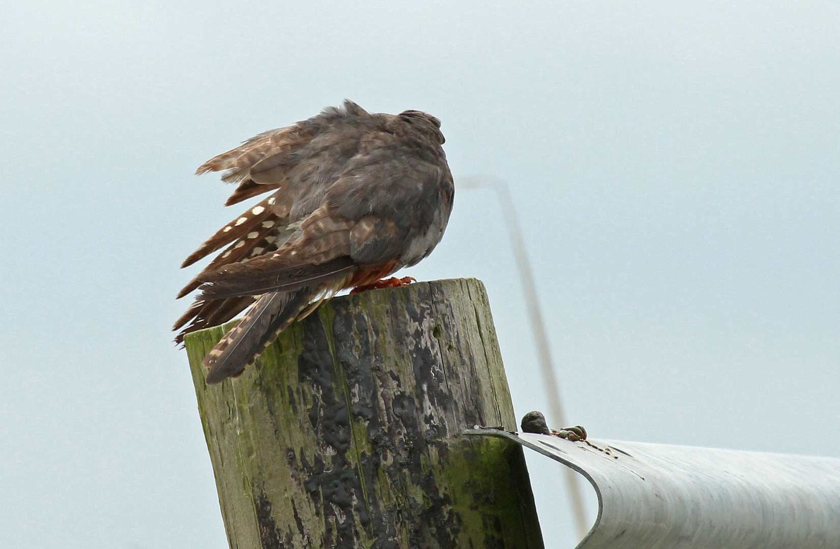 Rätselvogel