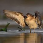 Rätselvogel für (ein wenig) gehobene Ansprüche im (aller-) letzten Abendlicht