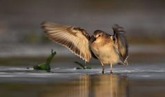 Rätselvogel für (ein wenig) gehobene Ansprüche im (aller-) letzten Abendlicht