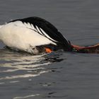 Rätselvogel geht auf Tauchgang