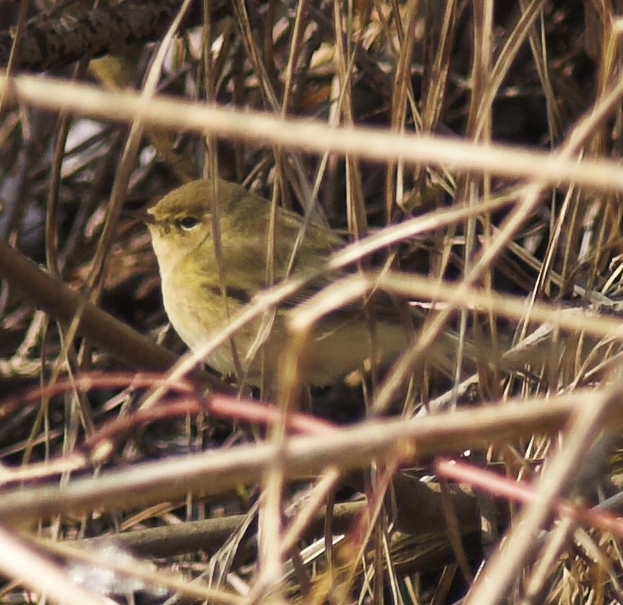 Rätselvogel!!! Hilfe wird benötigt.:-)