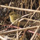 Rätselvogel!!! Hilfe wird benötigt.:-)