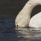 Rätselvogel: wer blubbert hier?