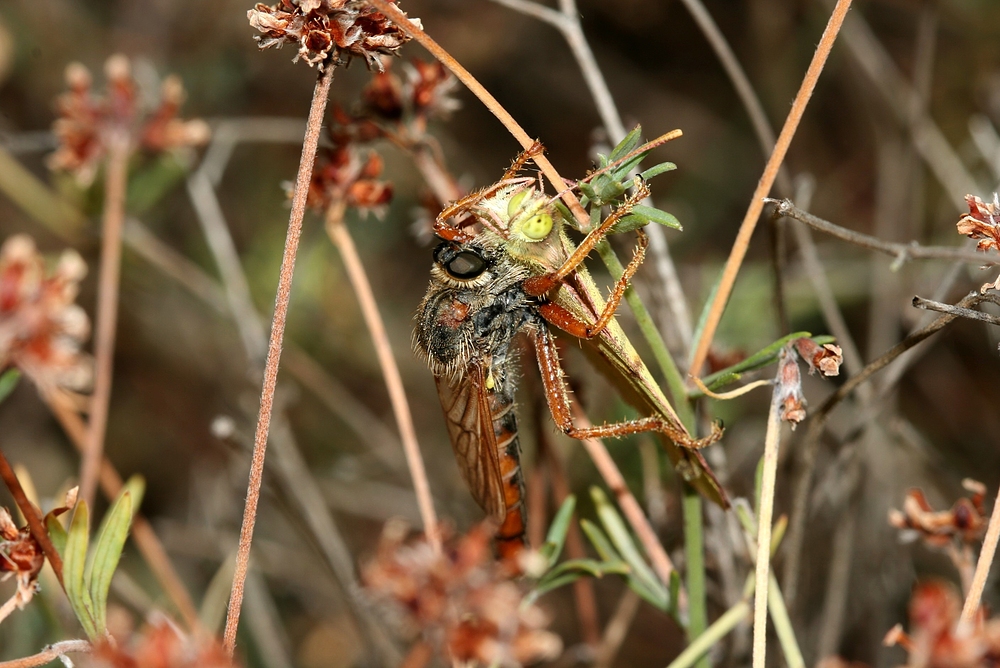 Räuber 2 (Provence)